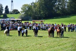 kl-Kubi_180916_Prien_Pferdetag (39)