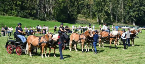 kl-Kubi_180916_Prien_Pferdetag (4)