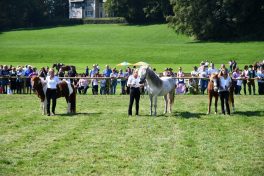 kl-Kubi_180916_Prien_Pferdetag (40)