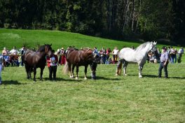 kl-Kubi_180916_Prien_Pferdetag (42)