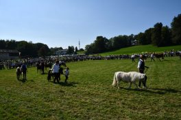 kl-Kubi_180916_Prien_Pferdetag (43)