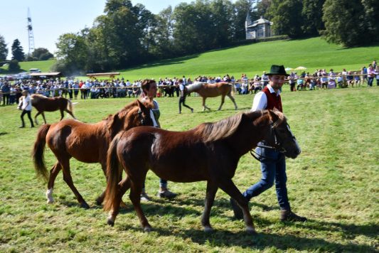 kl-Kubi_180916_Prien_Pferdetag (44)