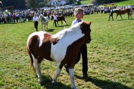 kl-Kubi_180916_Prien_Pferdetag (45)