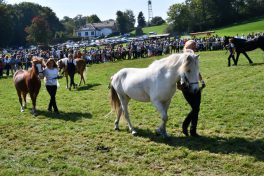 kl-Kubi_180916_Prien_Pferdetag (46)