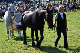 kl-Kubi_180916_Prien_Pferdetag (47)