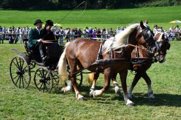 kl-Kubi_180916_Prien_Pferdetag (49)