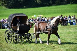 kl-Kubi_180916_Prien_Pferdetag (50)