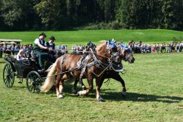 kl-Kubi_180916_Prien_Pferdetag (53)