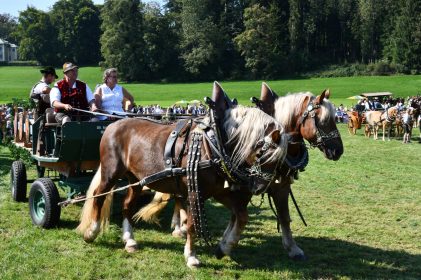 kl-Kubi_180916_Prien_Pferdetag (54)