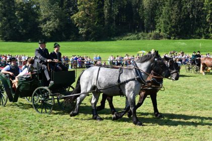 kl-Kubi_180916_Prien_Pferdetag (55)