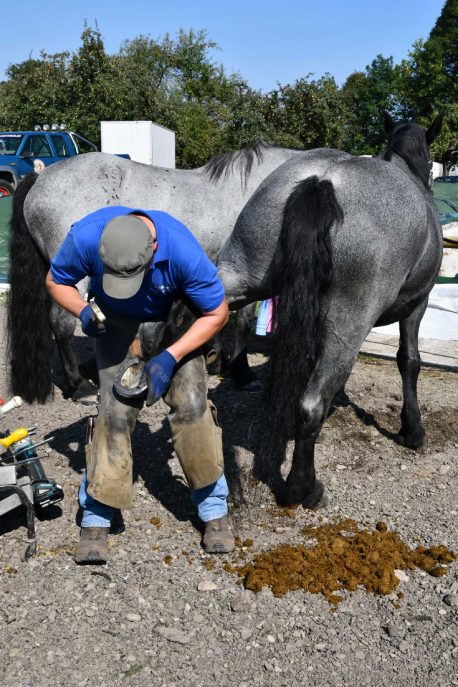 kl-Kubi_180916_Prien_Pferdetag (60)