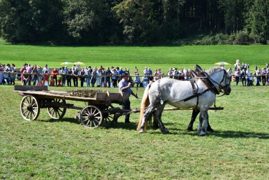kl-Kubi_180916_Prien_Pferdetag (61)