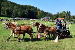 kl-Kubi_180916_Prien_Pferdetag (68)