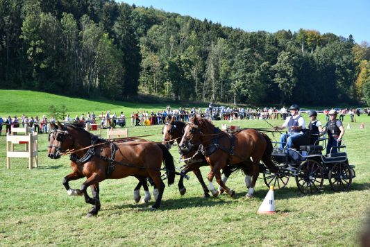 kl-Kubi_180916_Prien_Pferdetag (69)