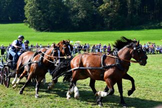 kl-Kubi_180916_Prien_Pferdetag (70)