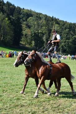 kl-Kubi_180916_Prien_Pferdetag (73)