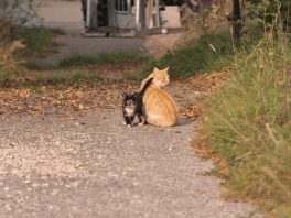 Herbstwanderung Kaeseralm (2)