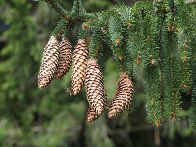 Herbstwanderung Kaeseralm (7)