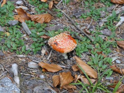 Herbstwanderung Kaeseralm (8)