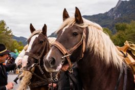 Historische-Plaettenfahrt-1003452