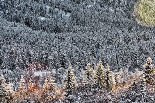 Deep Forest Hibernating - 68 x 103