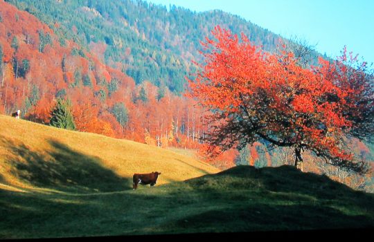 Herbst auf der Alm
