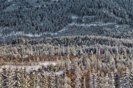 Hibernation - C - 2017 - 47 x 72 cm