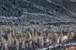 Hibernation II - A - 2017 - 47 x 72 cm