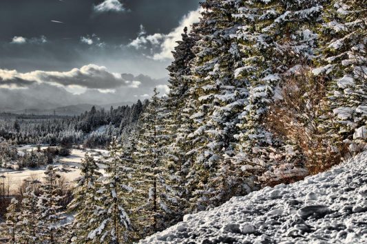 Hibernation II - C - 2017 - 47 x 72 cm