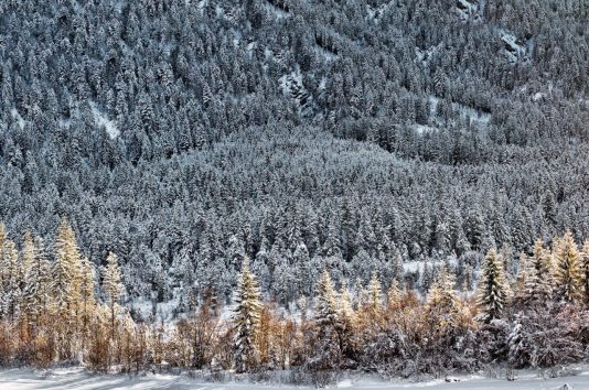 Hibernation III - C - 2017 - 47 x 72 cm