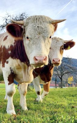 November-Glueck_Foto H Reiter