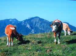 Tierische Begegnung vor Hochplatte und Kampenwand
