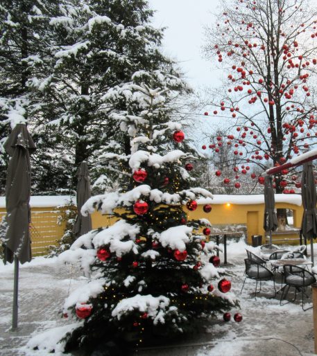 Hellbrunn Kugelbaum1