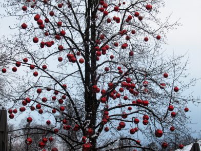 Hellbrunn Kugelbaum2