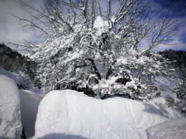 fd5bc5c5-cb69-4a10-a5d0-96ab33a7f19d