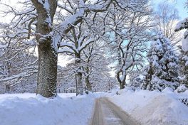 kl-Baumallee in der Zellerhornstrasse_Foto H. Reiter