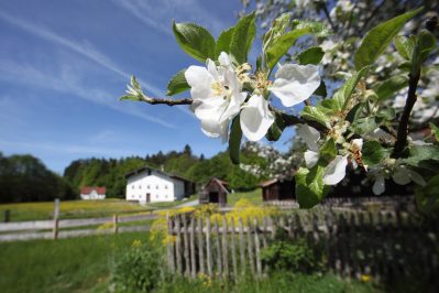 BHM_Obstbaumschnitt_001