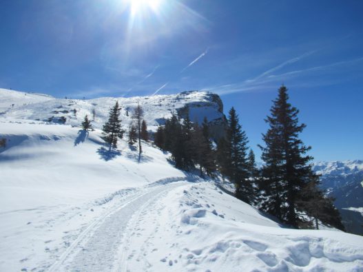 Steinplatte/Winklmoos