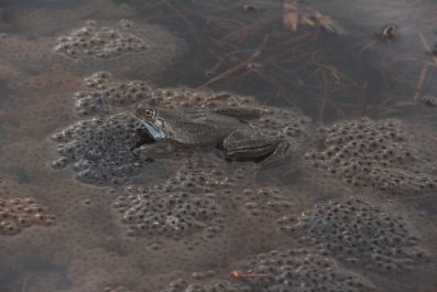 kl-1 Grasfrosch beim Laichen