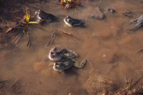 kl-10 Grasfroschgruppe in Aktion