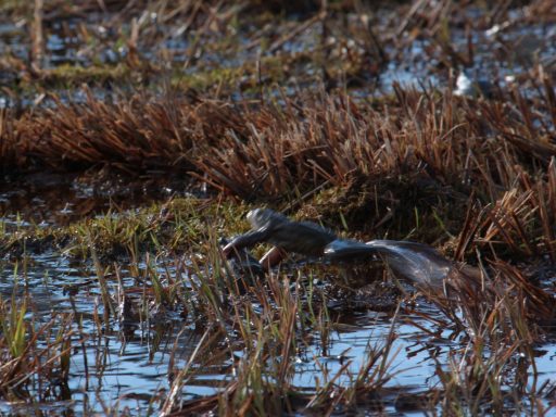 kl-11 Grasfrosch im Sprung