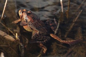 kl-12 Grasfrosch-Paarung