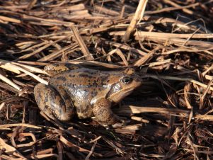 kl-13 Grasfrosch-Weibchen unterwegs