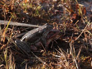 kl-14 Grasfrosch-Paar unterwegs