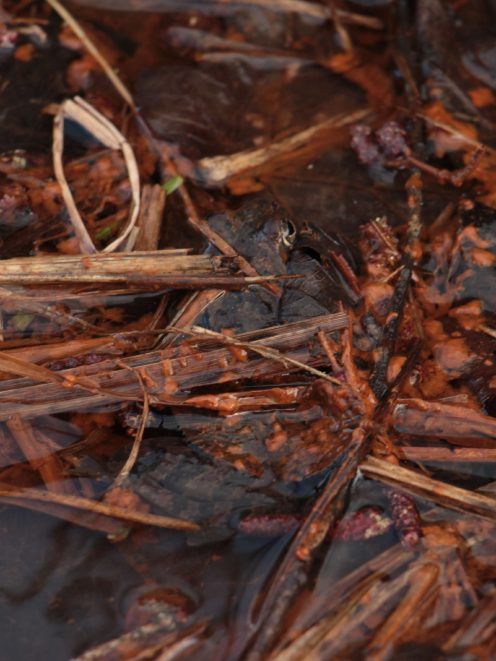 kl-15 Wo ist der Frosch