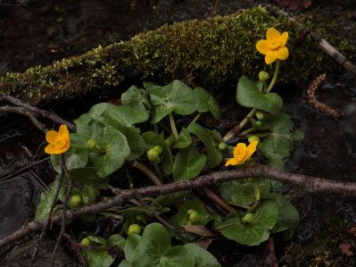 kl-17 Sumpfdotterblume