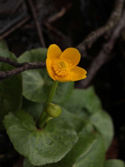 kl-18 Sumpfdotterblume-Einzelbluete