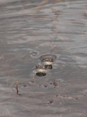 kl-2 Zwei Grasfroesche