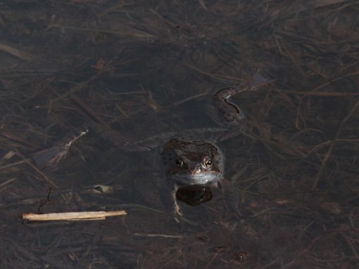 kl-3 Grasfrosch schwimmend