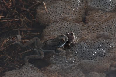 kl-4 Grasfroesche mit Laich